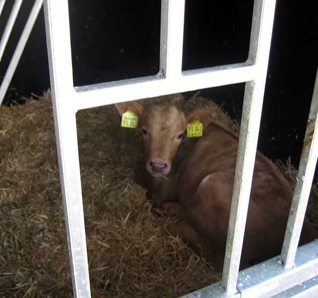 Tierärztliche Gemeinschaftspraxis Nutztier Kalb