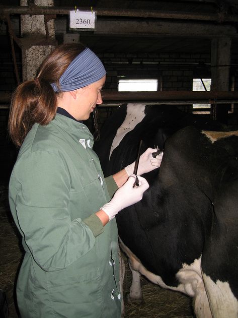 Tierärztliche Gemeinschaftspraxis Nutztier Rind