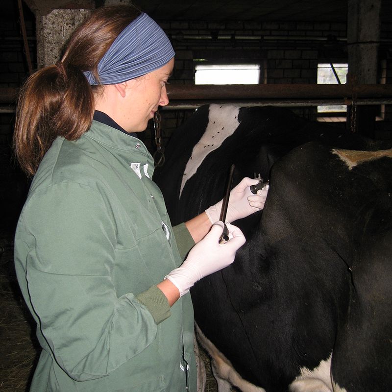 Tierärztliche Gemeinschaftspraxis Nutztier Rind