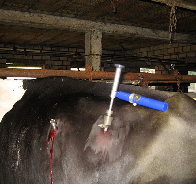 Tierärztliche Gemeinschaftspraxis Nutztier Rind
