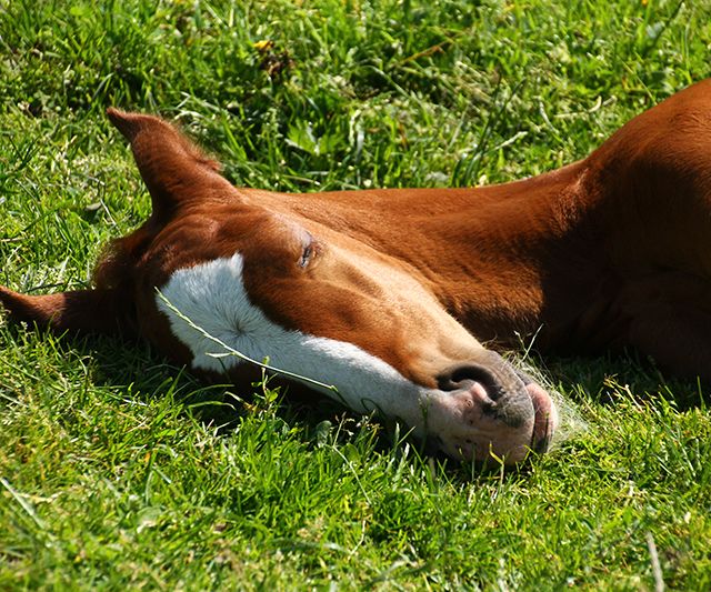 Tierärztliche Gemeinschaftspraxis Dr. Montag und Dr. Seger Pferd