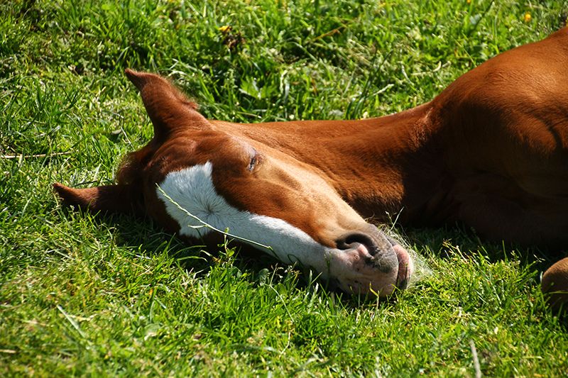 Tierärztliche Gemeinschaftspraxis Dr. Montag und Dr. Seger Pferd