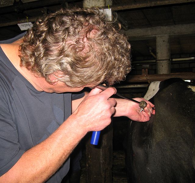 Tierärztliche Gemeinschaftspraxis Nutztier Rind