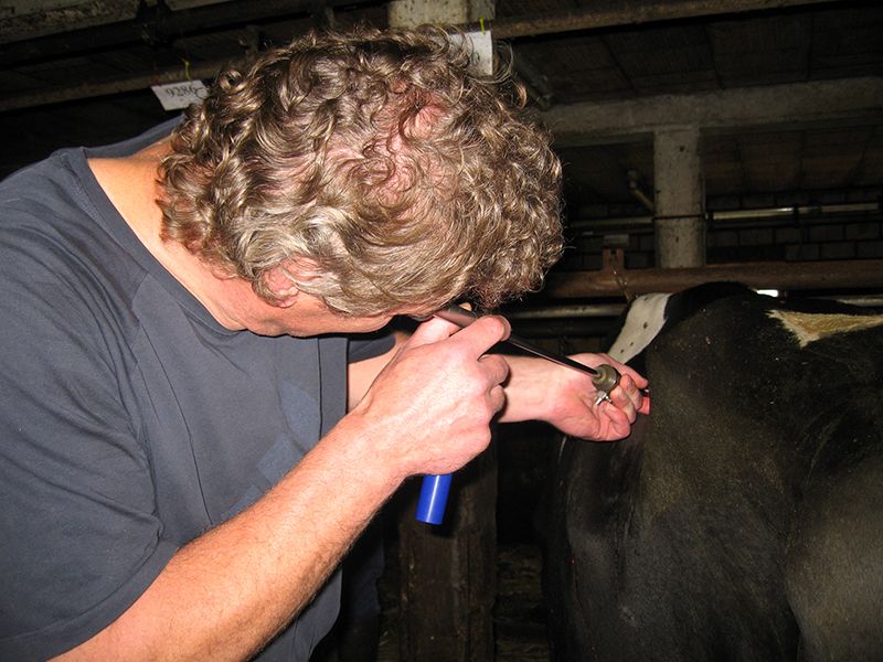 Tierärztliche Gemeinschaftspraxis Nutztier Rind