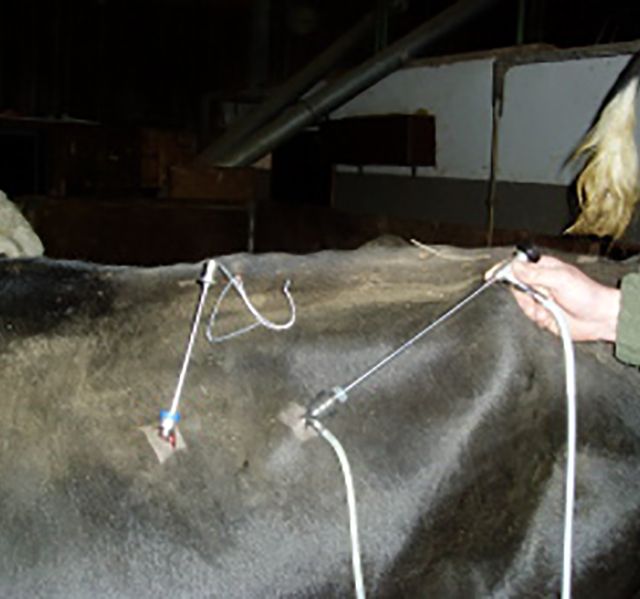 Tierärztliche Gemeinschaftspraxis Nutztier Rind