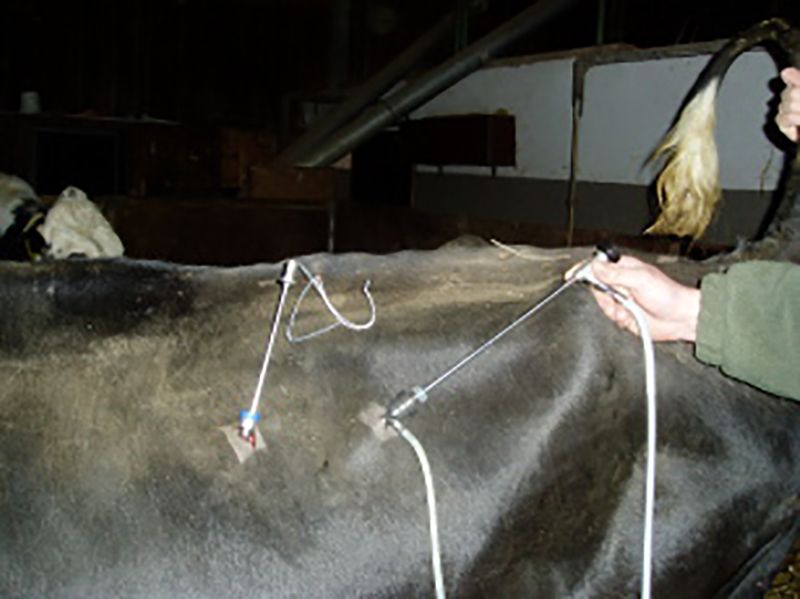 Tierärztliche Gemeinschaftspraxis Nutztier Rind