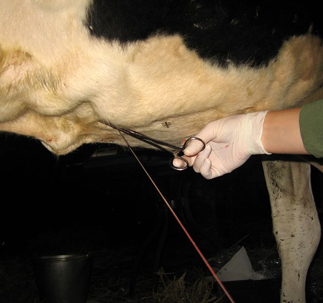 Tierärztliche Gemeinschaftspraxis Nutztier Rind