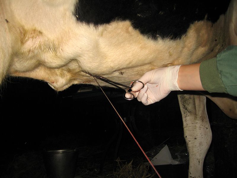 Tierärztliche Gemeinschaftspraxis Nutztier Rind