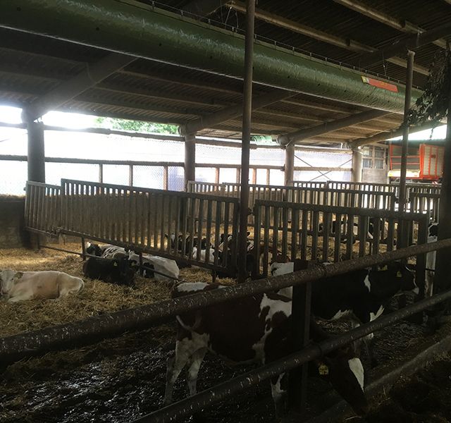 Tierärztliche Gemeinschaftspraxis Nutztier Rind