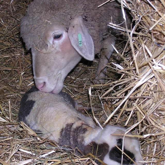 Gesunde Lämmer und Muttertiere sind wichtig