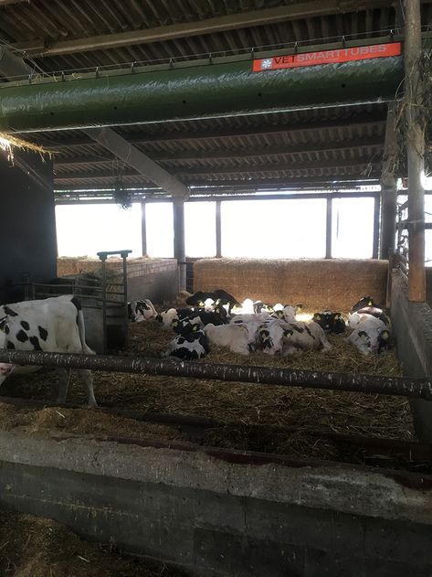 Tierärztliche Gemeinschaftspraxis Nutztier Rind