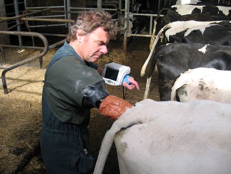 Tierärztliche Gemeinschaftspraxis Nutztier Rind