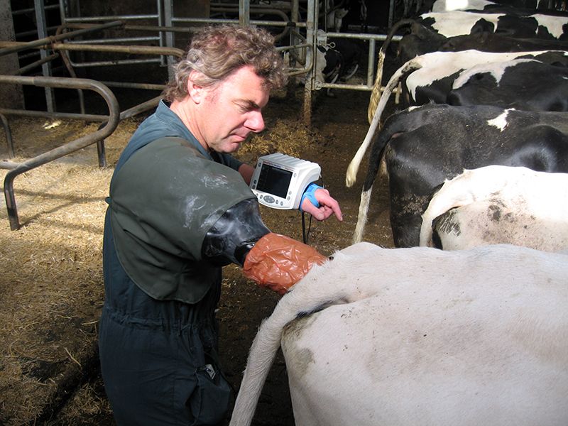 Tierärztliche Gemeinschaftspraxis Nutztier Rind