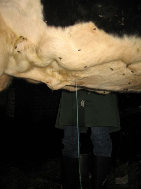 Tierärztliche Gemeinschaftspraxis Nutztier Rind
