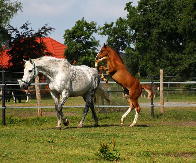 Tierärztliche Gemeinschaftspraxis Dr. Montag und Dr. Seger Pferd
