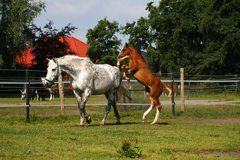 Tierärztliche Gemeinschaftspraxis Dr. Montag und Dr. Seger Pferd