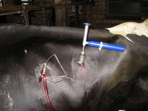 Tierärztliche Gemeinschaftspraxis Nutztier Rind