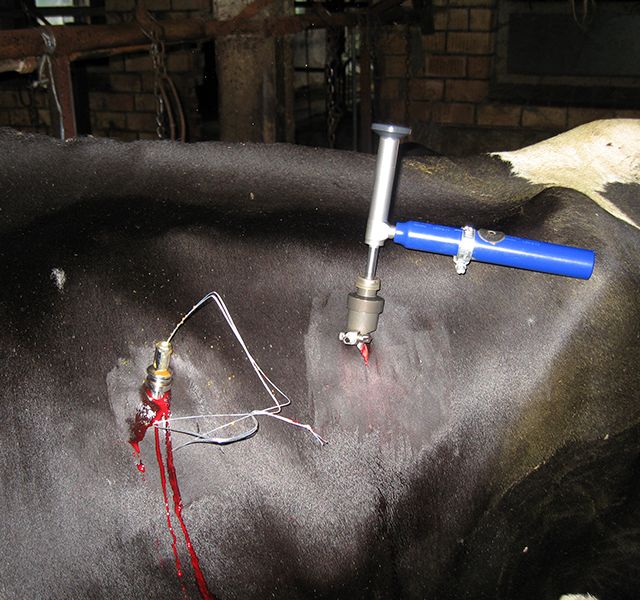 Tierärztliche Gemeinschaftspraxis Nutztier Rind