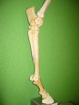 Tierärztliche Gemeinschaftspraxis Dr. Montag und Dr. Seger Pferd