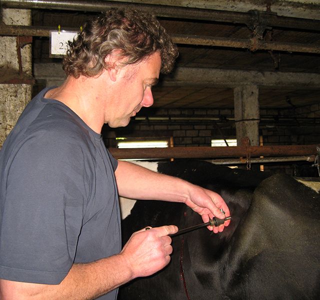 Tierärztliche Gemeinschaftspraxis Nutztier Rind