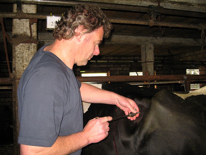 Tierärztliche Gemeinschaftspraxis Nutztier Rind