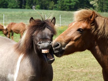 Pferde glücklich und gesund