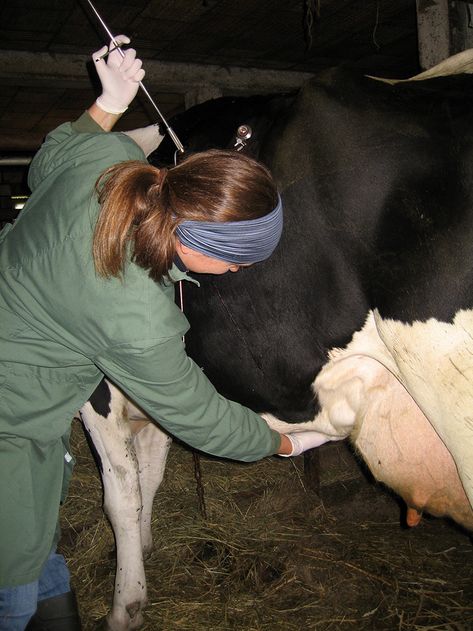 Tierärztliche Gemeinschaftspraxis Nutztier Rind