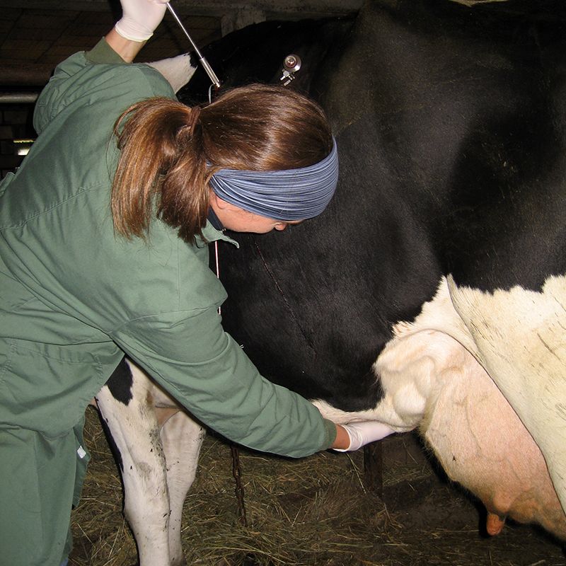 Tierärztliche Gemeinschaftspraxis Nutztier Rind