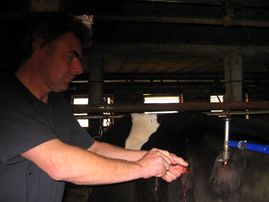 Tierärztliche Gemeinschaftspraxis Nutztier Rind