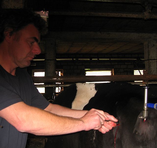 Tierärztliche Gemeinschaftspraxis Nutztier Rind