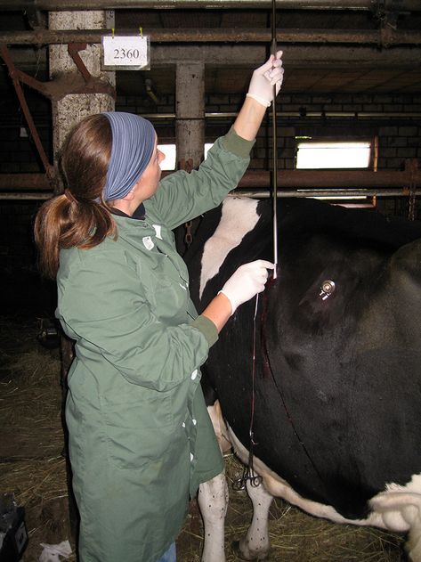 Tierärztliche Gemeinschaftspraxis Nutztier Rind