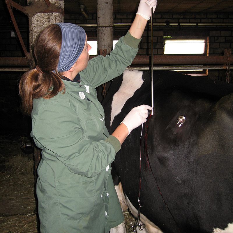 Tierärztliche Gemeinschaftspraxis Nutztier Rind