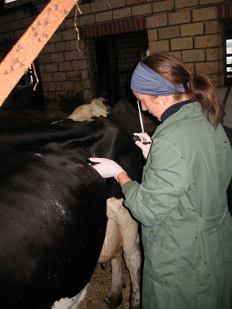 Tierärztliche Gemeinschaftspraxis Nutztier Rind