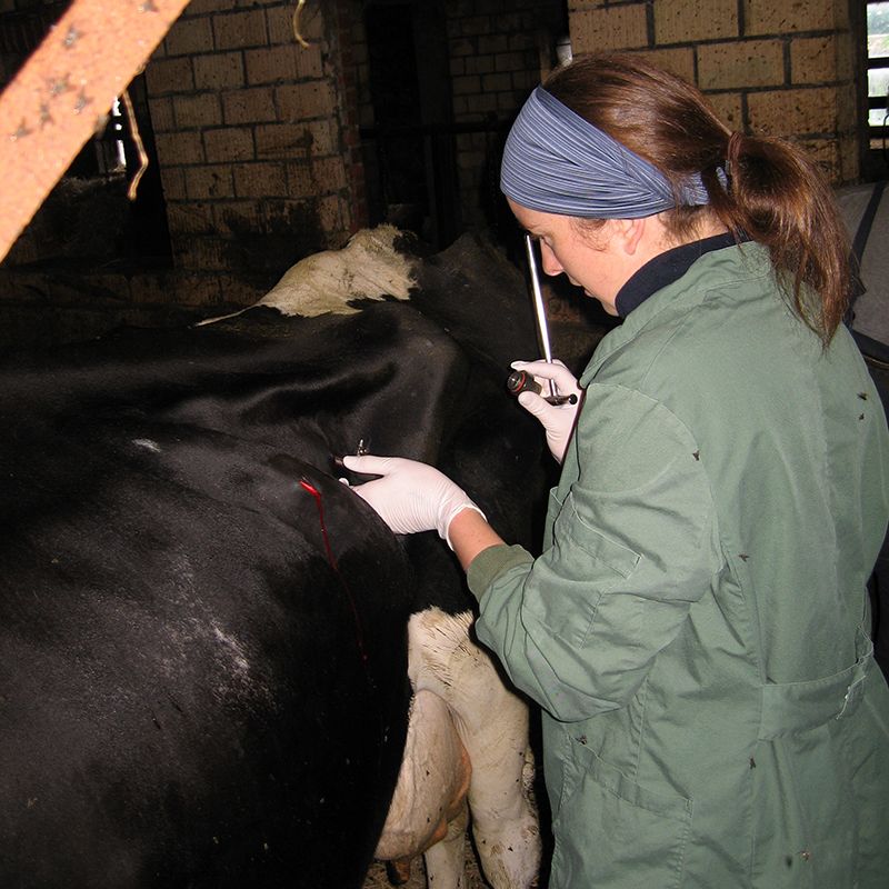 Tierärztliche Gemeinschaftspraxis Nutztier Rind