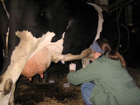 Tierärztliche Gemeinschaftspraxis Nutztier Rind