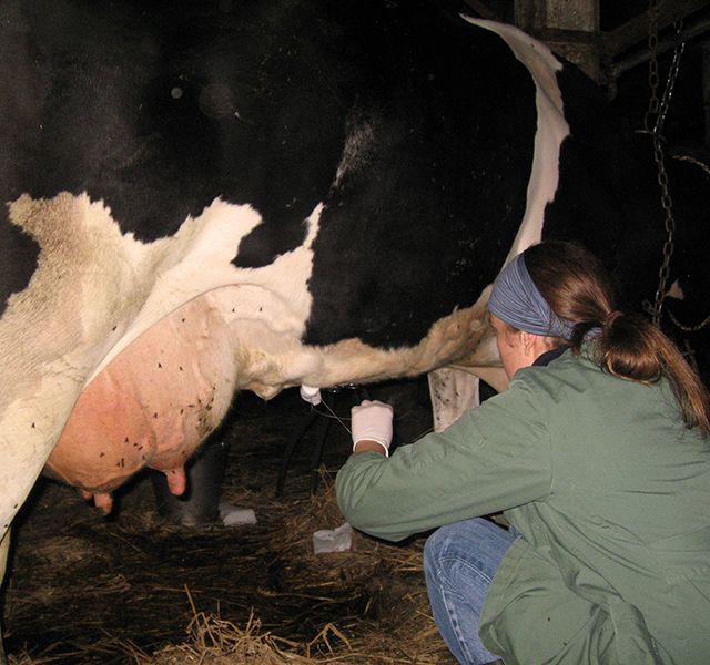 Tierärztliche Gemeinschaftspraxis Nutztier Rind