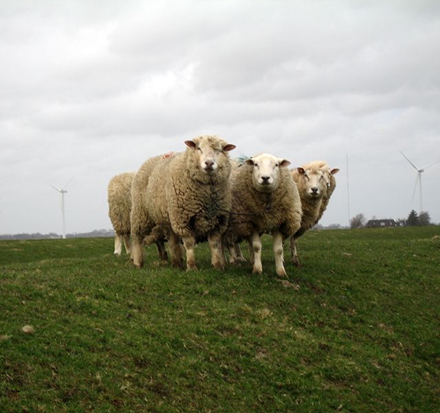 Gute Umgebung für Schafe