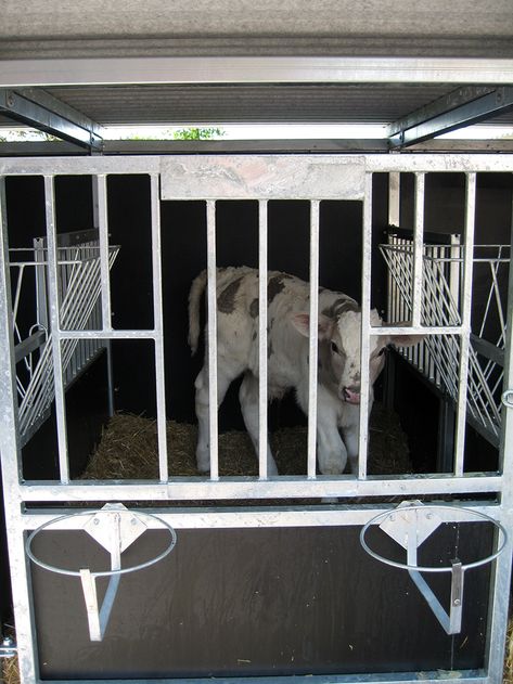 Tierärztliche Gemeinschaftspraxis Aufzucht